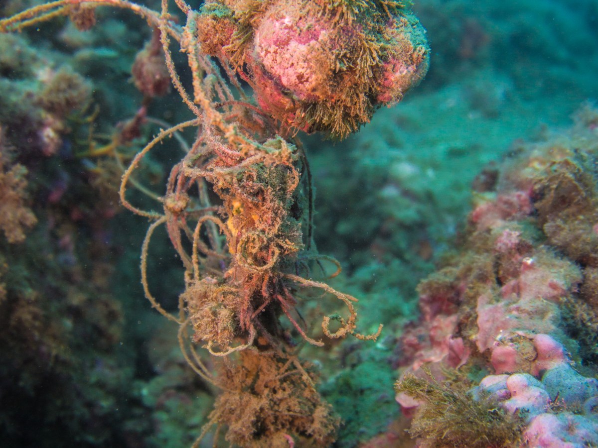 “Esplorazioni della Plastisfera. Intrecci sottomarini di naturacultura”_Notte della&nbsp;Geografia