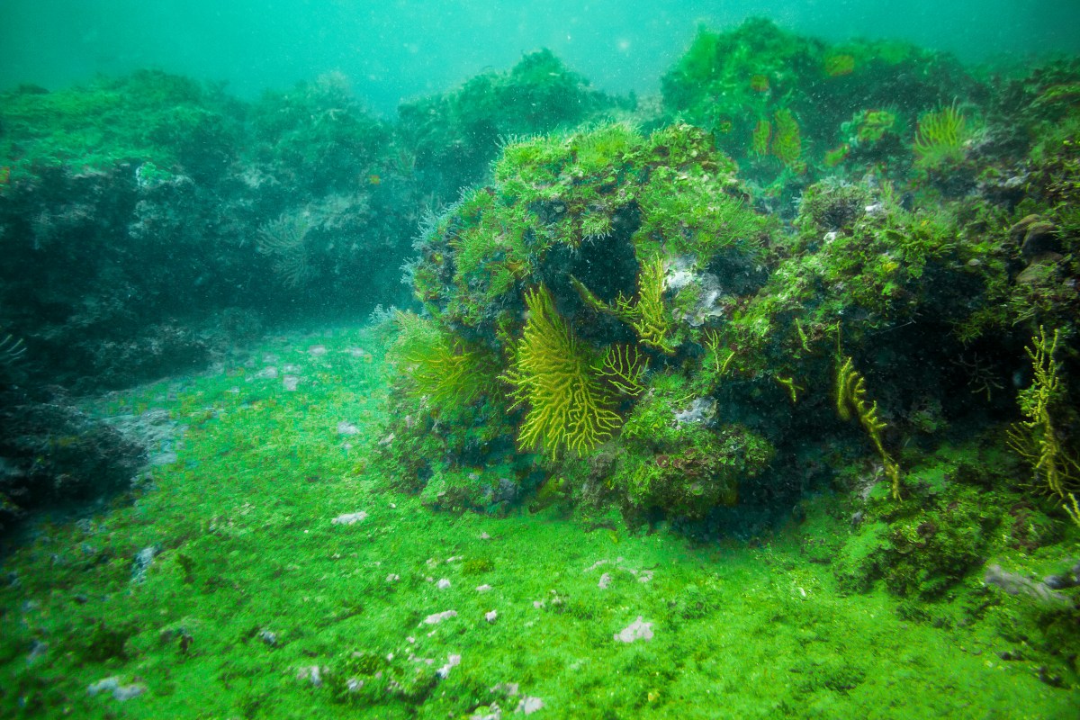 CO>SEA & PartArt4OW at the&nbsp;RGS2025