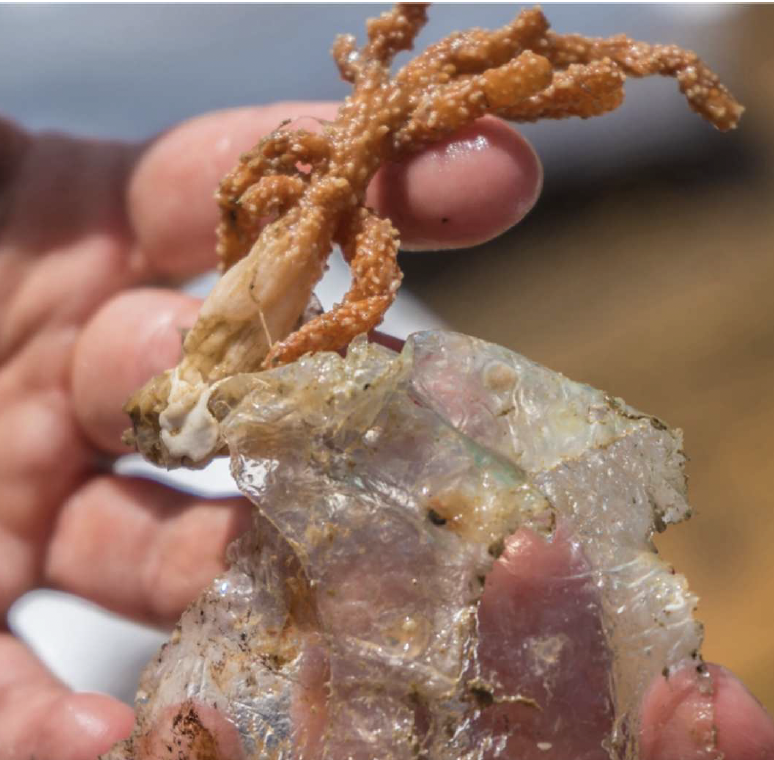 Advancing marine citizen science throught participatory geography now out in Local&nbsp;Environment